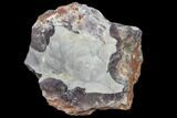 Botryoidal Grey-Purple Fluorite - Fremont County, Colorado #118553-1
